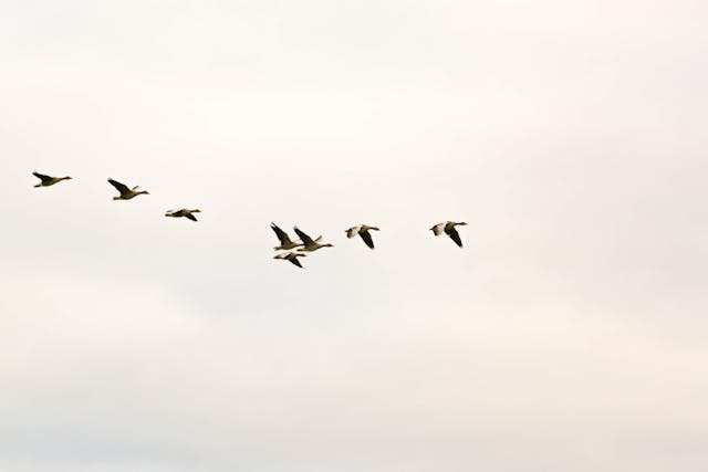 Transportation